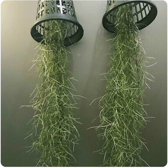 Live Spanish Moss (Air Plants) - Picture 2 of 5